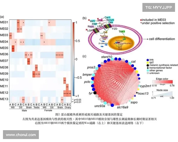 全面揭示足球运动员薪水背后错综复杂的全球化利益运作链条机制构 全面揭示足球运动员薪水背后错综复杂的全球化利益运作链条机制构