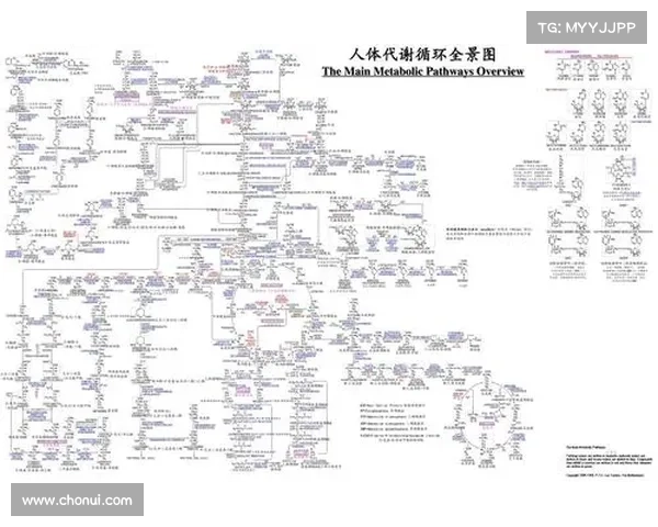 全面纵深探秘法甲冠军标志悠久历史与多元文化演变发展全景图谱录 全面纵深探秘法甲冠军标志悠久历史与多元文化演变发展全景图谱录